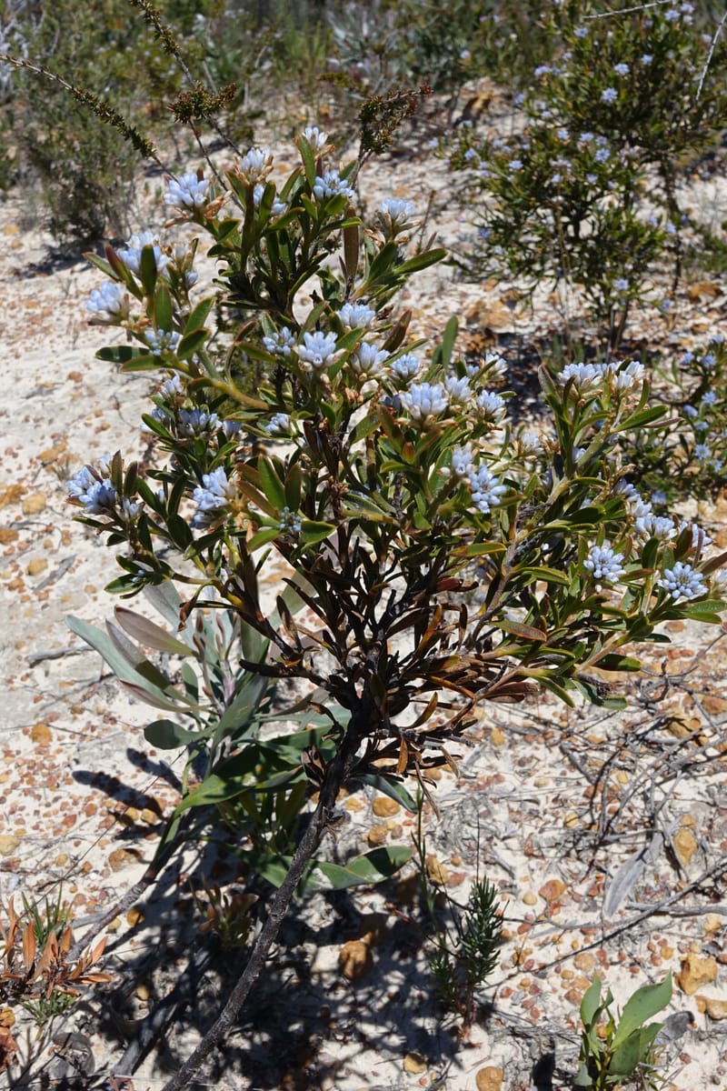 Conospermum nervosum, Davidson, C 13429--Australia. W.A. Green Head-Coorow Rd. Stop 2. 24 Oct 2016. DSC04873 (159).JPG