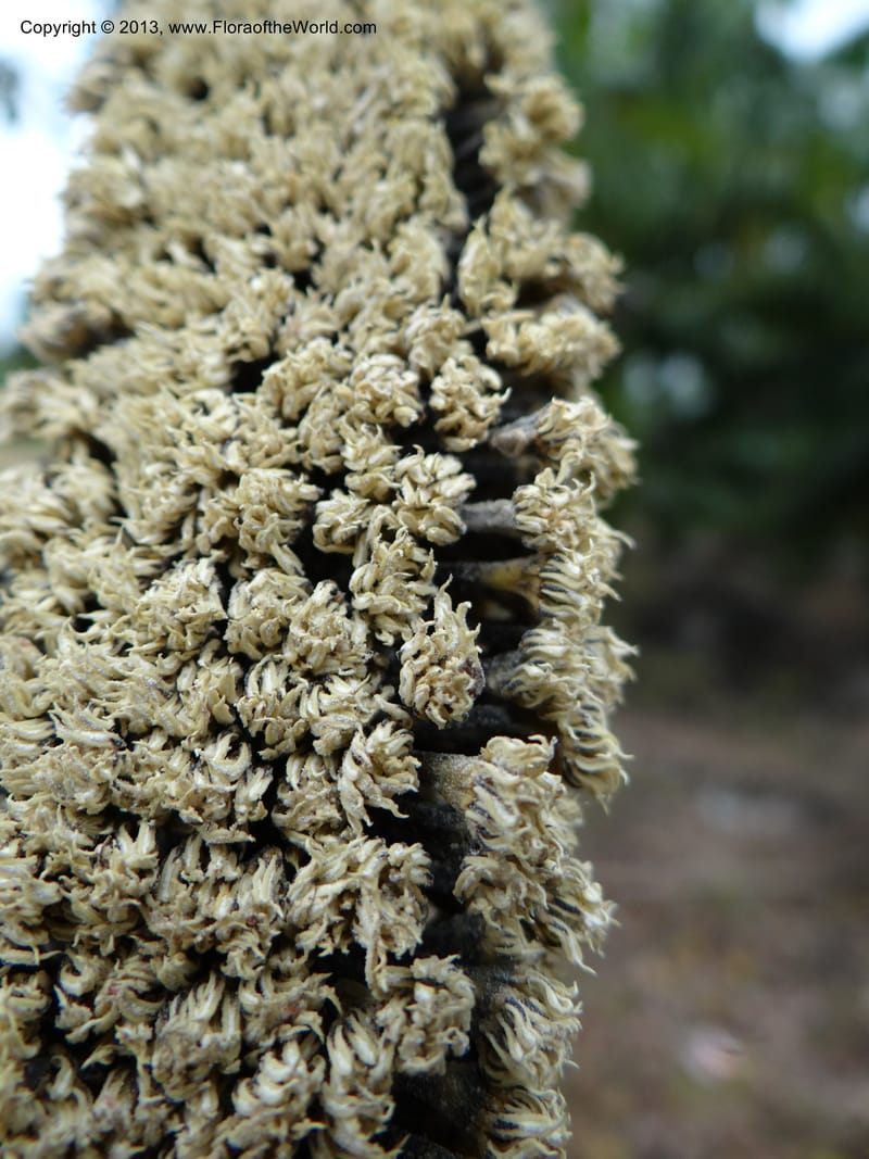 Pandanus unicornutus, Callmander, M 1049--Thailand. Chumphon Prov. Tambon Mab Amarit. 13 Nov 2012. DSC09009 (34).JPG
