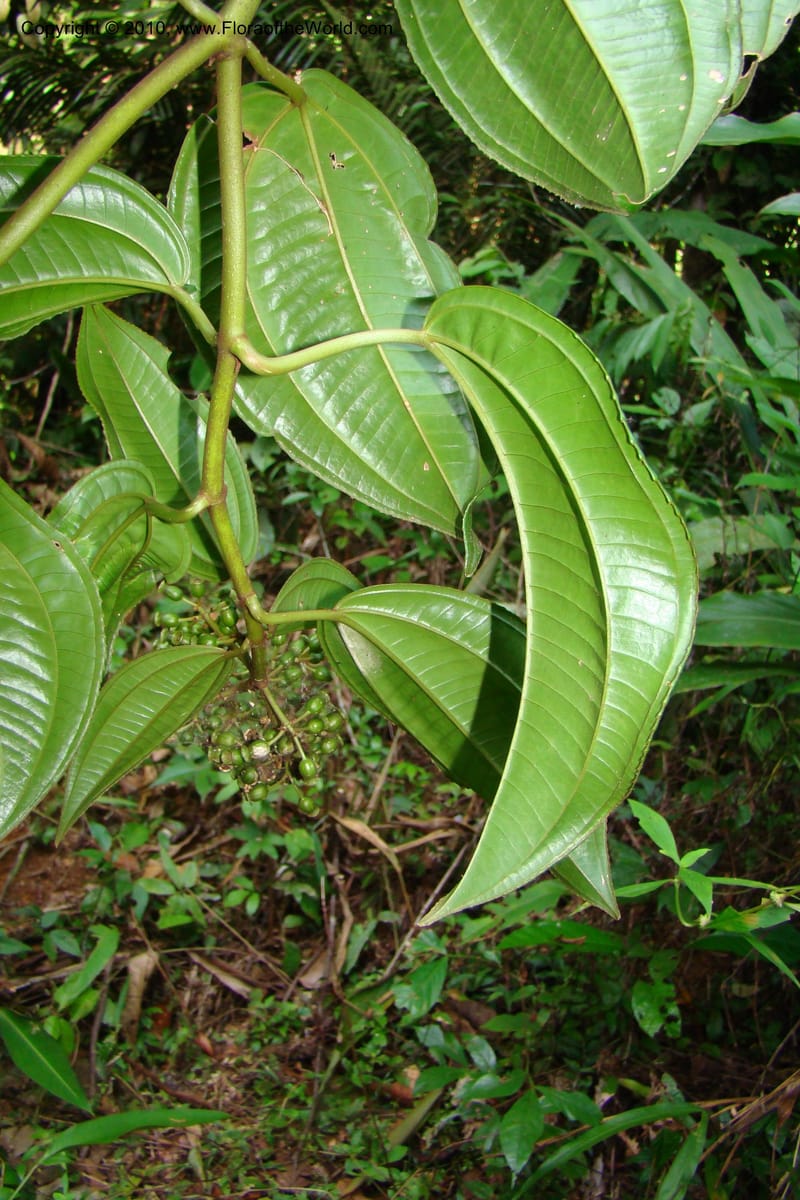 Adelobotrys adscendens, Mori 27362--French Guiana. E of Cacao, road to water reserve. 1 Nov 09. 181.jpg
