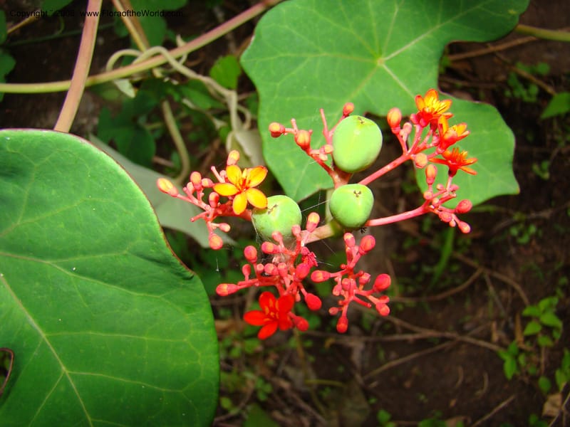 Jatropha podagrica, not coll.--Nicaragua. Esteli. Rd to Miraflores, N of Esteli. 17 Jun 08. 053.jpg