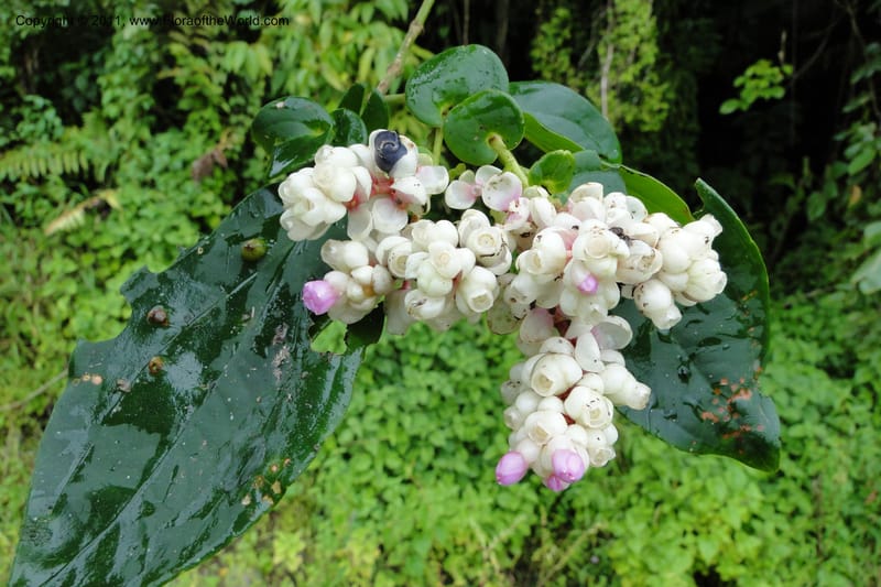 Medinilla, M. Tuiwawa 4922--Fiji. Area of Monasavu Dam I. 9 Feb 2011. 252 (15).jpg