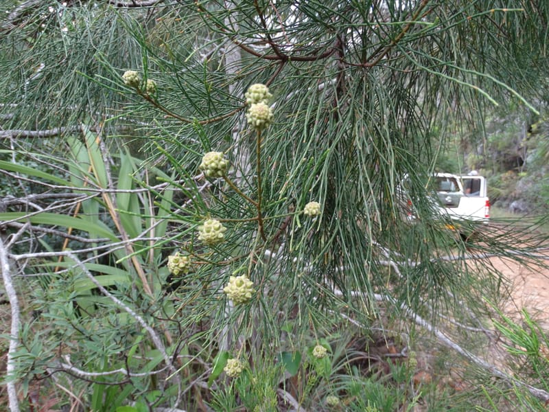 Gymnostoma, Lowry, P 7376--New Caledonia. Mont Dzumac. 12 Nov 2015. DSC01563 (572).JPG