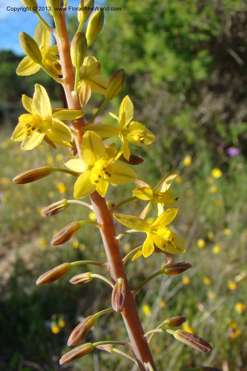 Bulbine praemorsa, C. Davidson 11582--South Africa. Northern Cape. Papkuilsfontein. 26 Aug 09. 242 (14).jpg