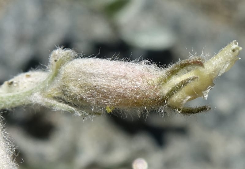 Astragalus purshii, C. Davidson 13582--ID. Idaho Co. Salmon R. Rd. E of Riggins. 24 May 2017. DSC00708. JPG (196).JPG