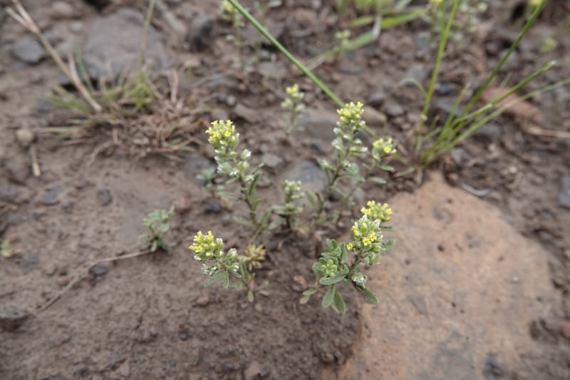 Alyssum alyssoides, C. Davidson 13754--Oregon. Wallowa Co. Zumwalt.Trail Cr. Rd. 4 Jun 2018. DSC04078 (167).JPG
