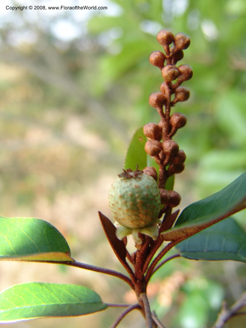 Croton gratissimus--So. Africa. Lowveld Nat. Bot. Gard. 14 Mch 05. 248.jpg