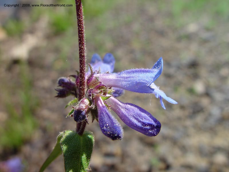 Penstemon albertinus, CDavidson10988--ID. Valley Co. Payette Lake. 12 Jun 03. 057.jpg
