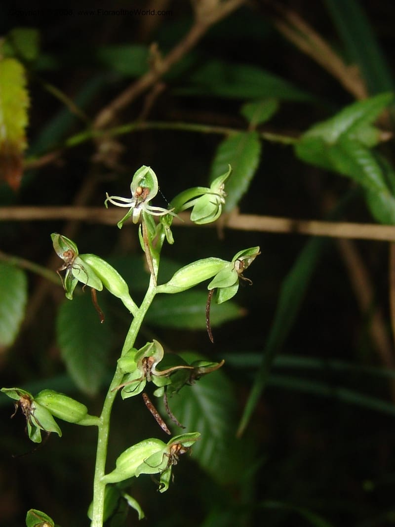 Habenaria malacophylla--So.Africa. Mpumal. Moodie Mts.  18 Mch 05. 449.jpg