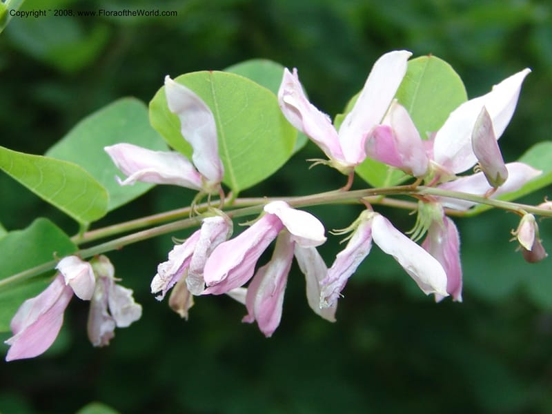 Indigofera kirilowii--IL. Chicago. Morton Arboretum. 1 Jul 05. 181.jpg