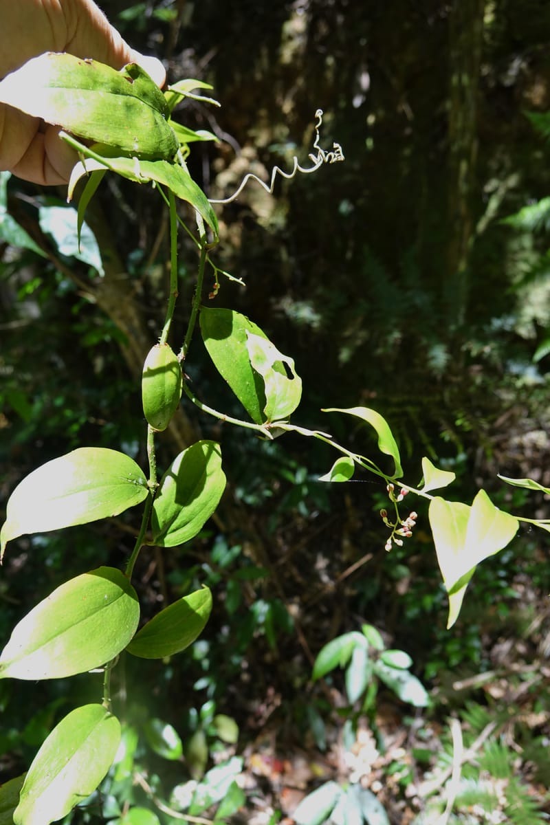 Petermannia cirrosa, Davidsonm C 13363--Australia. Qld. Springbrook N.P. Mt. Cougal Sect. 19 Oct 2016. DSC03346 (8).JPG