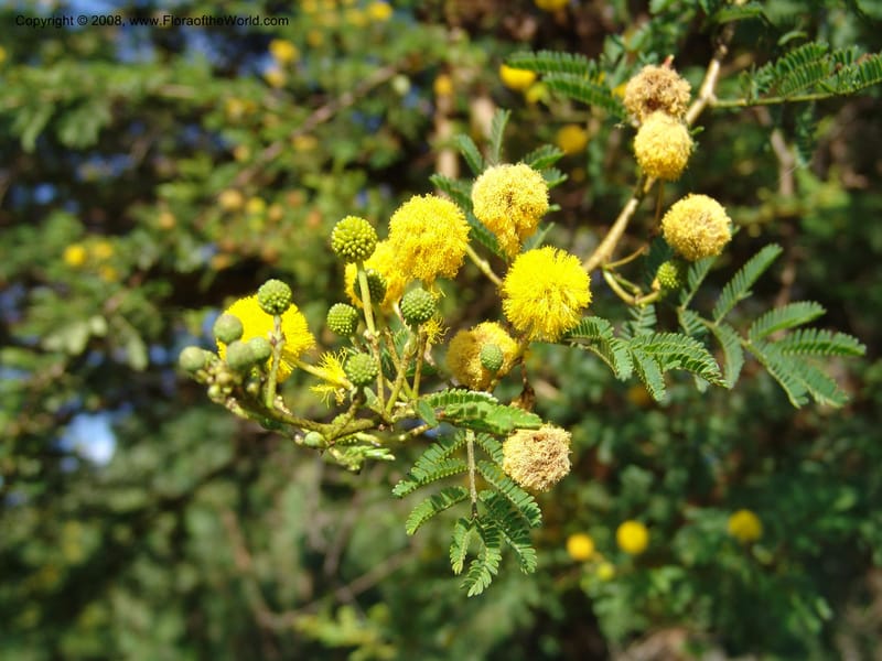 Acacia--Kenya. Homa Bay Distr. Koru. Kweissos House. 3 Jul 04. 043.jpg