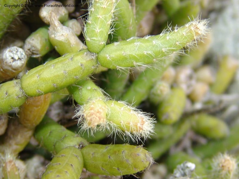 Rhipsalis baccifera--So.Africa. E. Cape. Umtamvuna Nat. Res. 11 Mch 05. 130.jpg