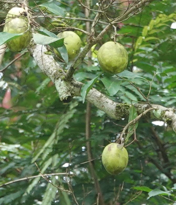 Irvingia gabonensis, C. Davidson 13929--Gabon. Missome Village. 31 Oct 2018. DSC00817 (95).JPG