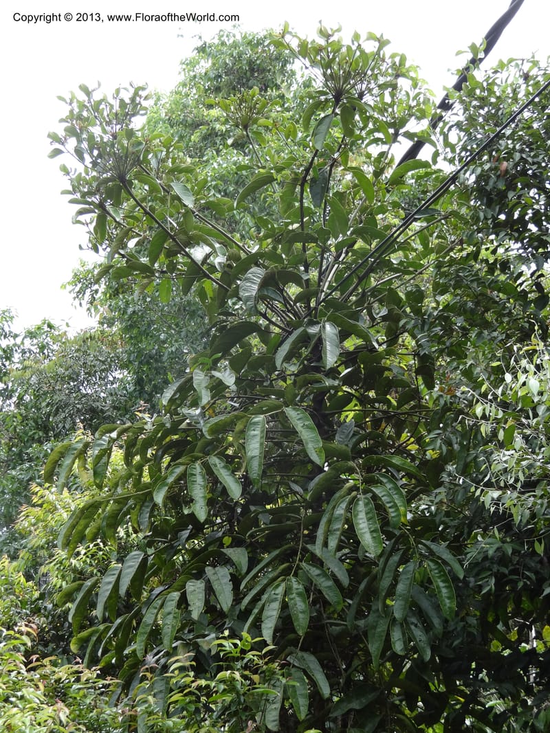 Aralia, SAN.153245--Malaysia, Sabah. Tawai For. Res. 9 Apr 2012. DSC07890 (71).JPG