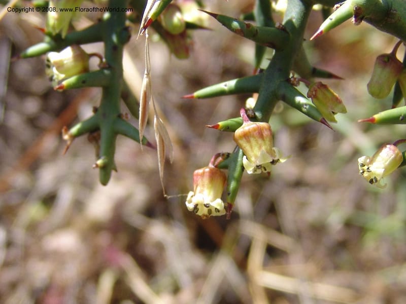 Colletia spinosissima--Peru. Pisaq. 22 Oct 07. 015.jpg