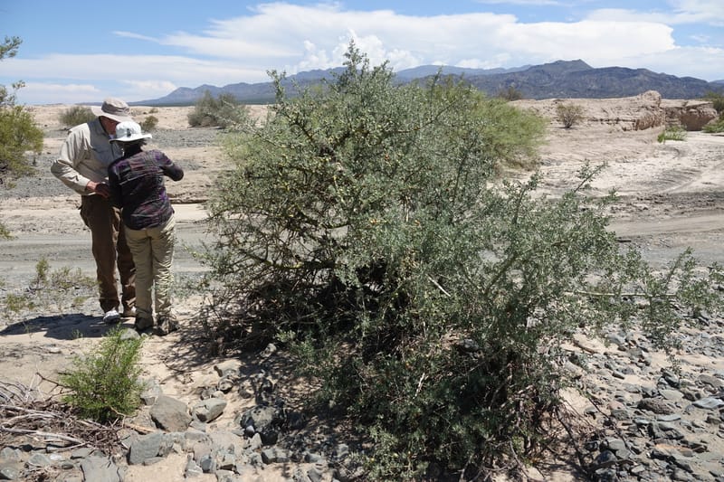 Geoffroea decorticans, Fortunato 13124--Argentina. W of Bellavista. 6 Feb 2018. DSC08696 (196).JPG