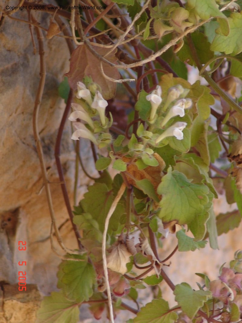 Scutellaria sieberi--Crete. Ep. Kydonia. Akrotiri. Trail Gouvernetos . 23 May 05. 038.jpg