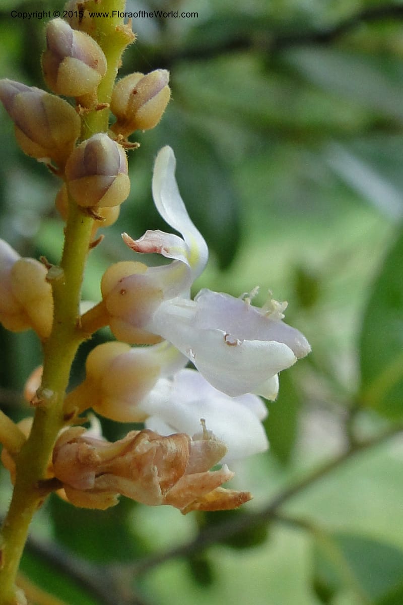 Xanthophyllum, Regalado 1969--Viet Nam. Forest Block 19. 15 May 2011. 220 (9).jpg