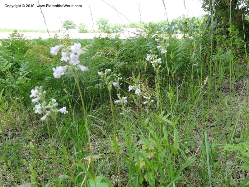Penstemon laevigatus, Mori, S 27407, USA, North Carolina, Pender Co., Hwy 117, 3.9 miles N of Burgaw, 21 May 201 (13).JPG