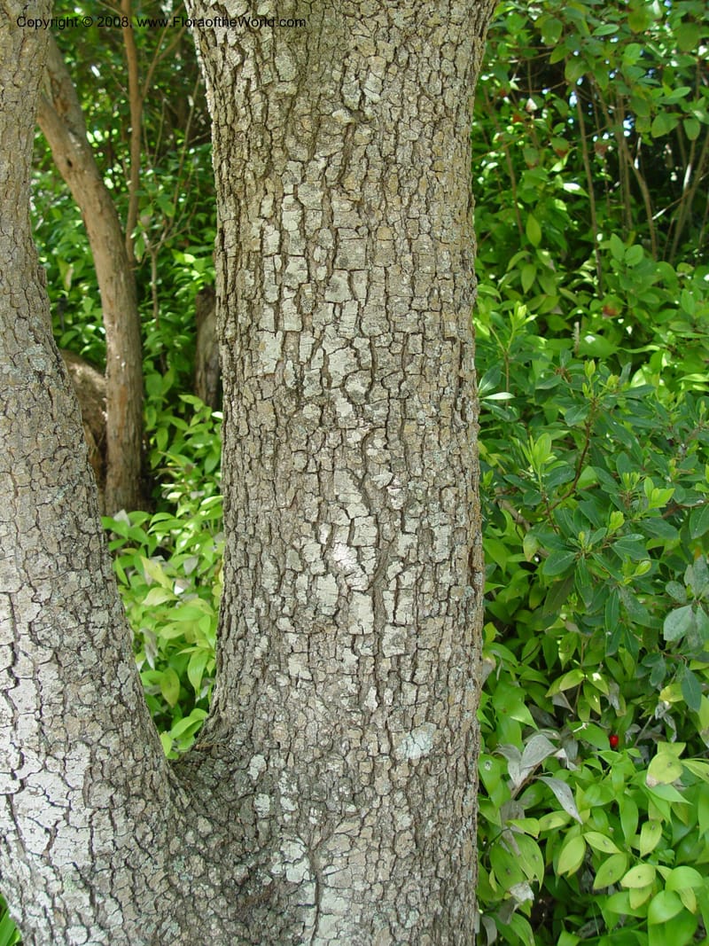 Quercus macrolepis--Spain. Blanes. Marimurtra Bot. Gard. 24 Apr 04. 161.jpg