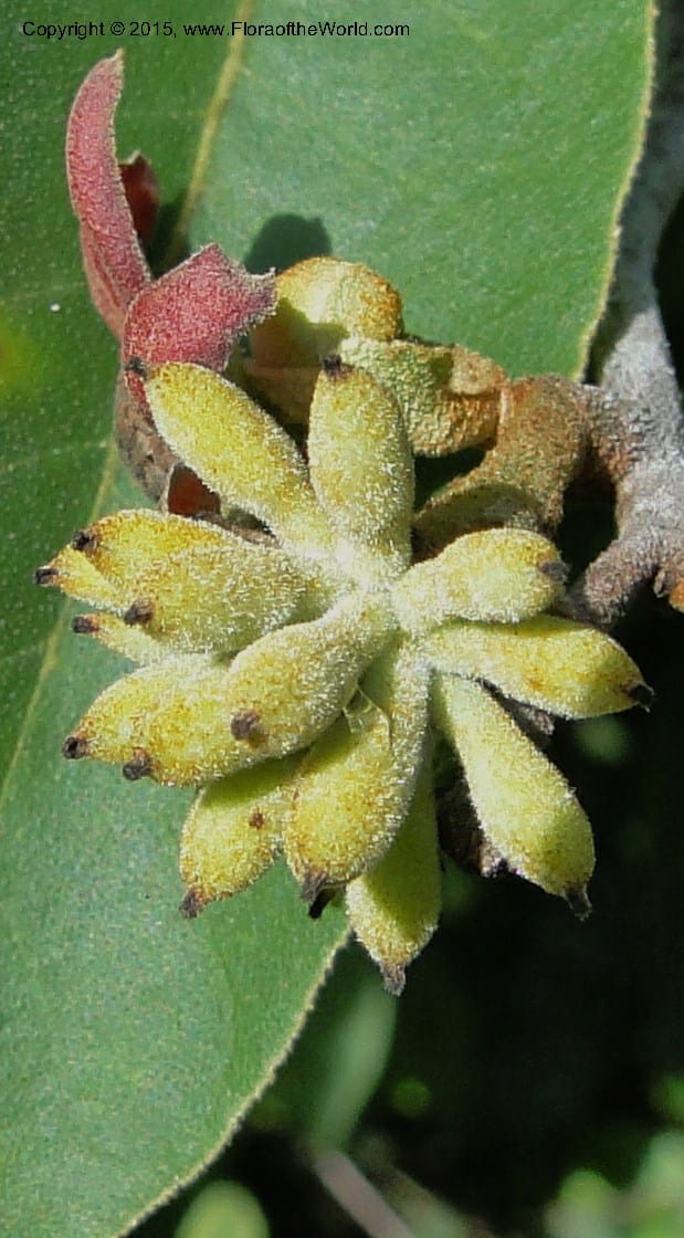 Uvaria, Regalado 1954--Viet Nam. Forest Block 19. 15 May 2011. 144 (17).jpg