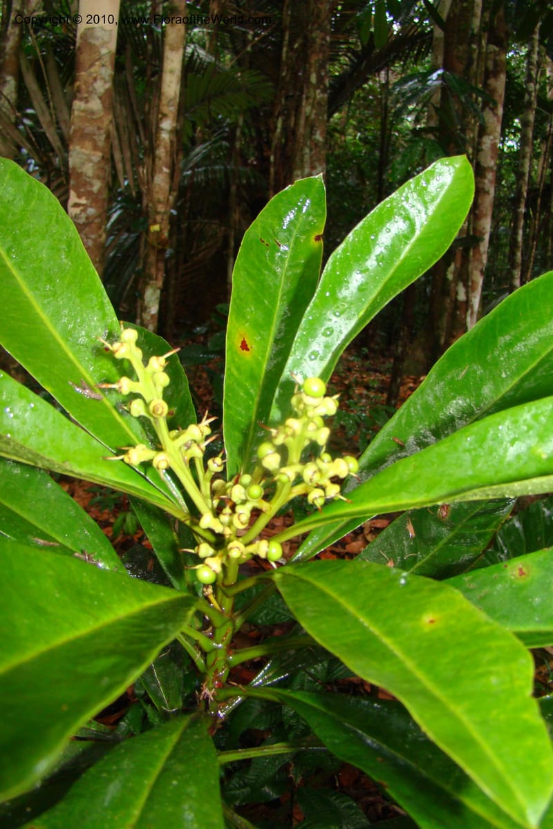 Rhabdodendron amazonicum, Mori 27346--French Guiana. Les Nouragues Station. 27 Oct 09. 185.jpg