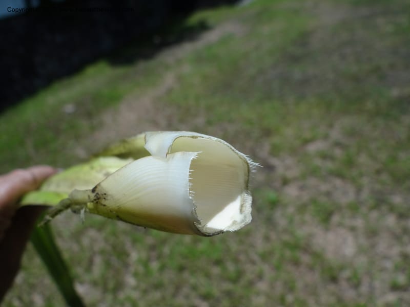 Cross section of a severed leaf base held in hand