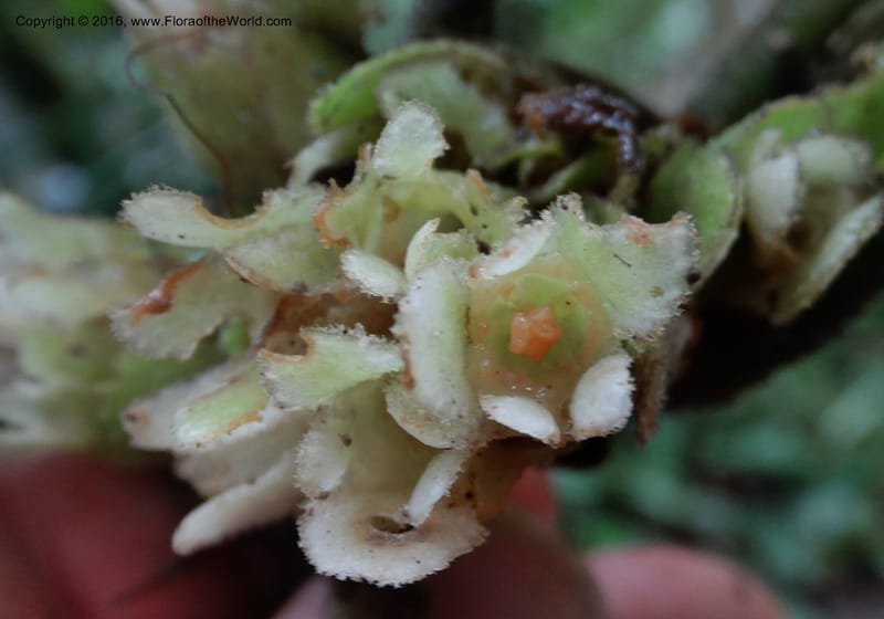 Pentaphragma cyrtandriforme, Davidson, C 12738--Sabah. Mt. Kinabalu. Bundu Tuhan Trail. 11 Oct 2014. DSC04153 (92).JPG