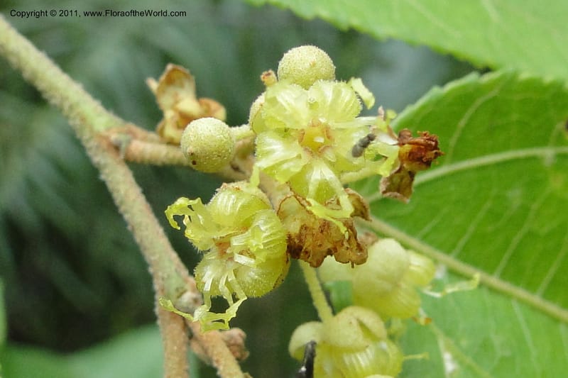 Guazuma ulmifolia, W. D. Stevens 31172--Paraguay. Edo. Concepcion. Garay Cue. 19 Mar 2011. 345 (17).jpg