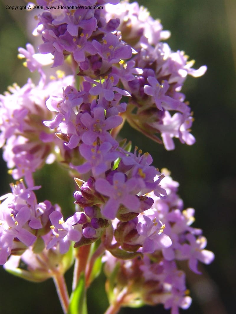 Selago galpinii--So.Africa. E. Cape. Joubert's Pass, SE of Lady Gray. 9 Mch 05. 025.jpg