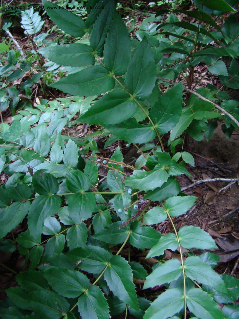 Berberis nervosa--Canada. BC. Base of Mt. Sumas. 26 Jul 08. 093.jpg