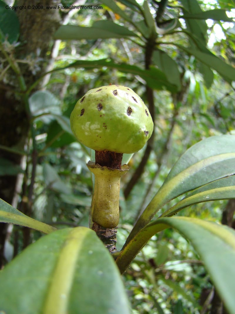 Zygogynum, JMunzinger4845--New Caledonia. Plateau de Dogny. 19 Nov 07. 170.jpg