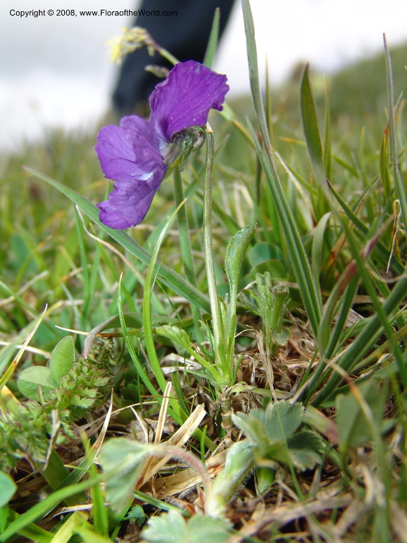 Viola oreades--Georgia. Vic. of Tskhrats'karo Pass. 7 Jun 05. 186.jpg