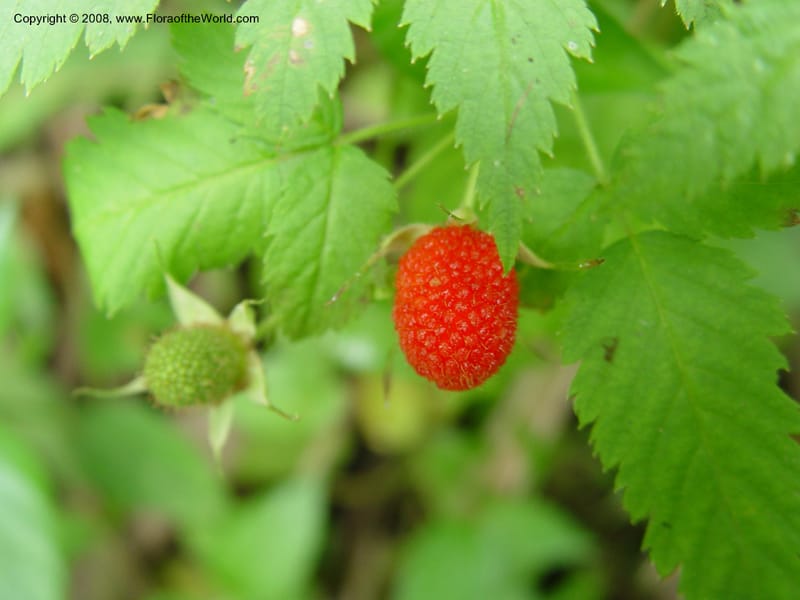 Rubus pinnatus--Cameroon. Mt. Cameroon. 5 Dec 03. 020.jpg