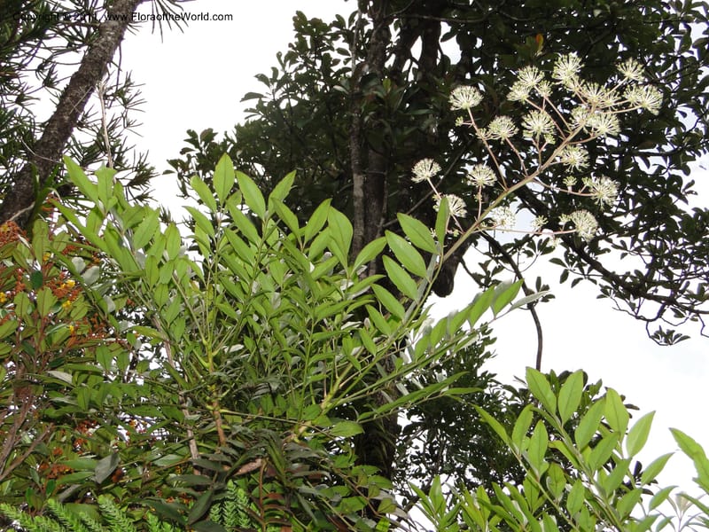 Myodocarpus fraxinifolius, (Lowry, P. P 7180)--New Caledonia. Mont Dore. 20 Jan 2010. 1842 (19).JPG
