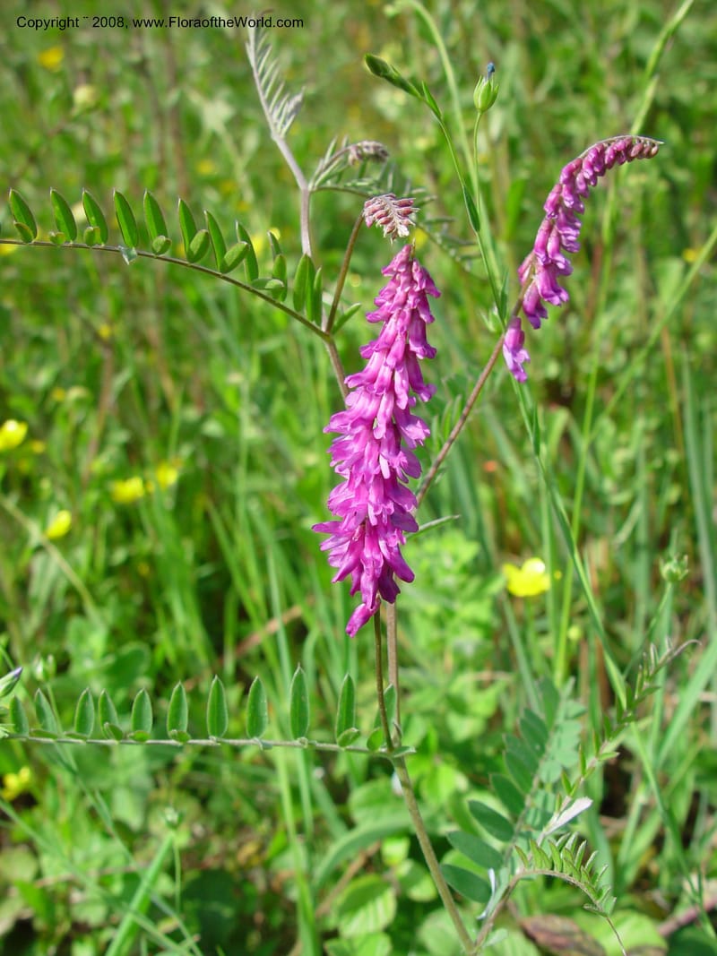 Vicia cracca--Italy. Tuscany. Ris. Nat. Basso Merse. 20 May 03.  204.jpg