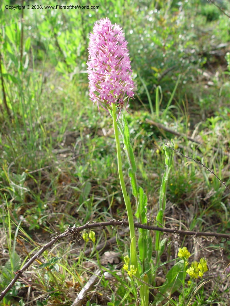 Anacamptis pyramidalis--Italy. Tuscany. Ris. Nat. Basso Merse. 20 May 03. 137.jpg
