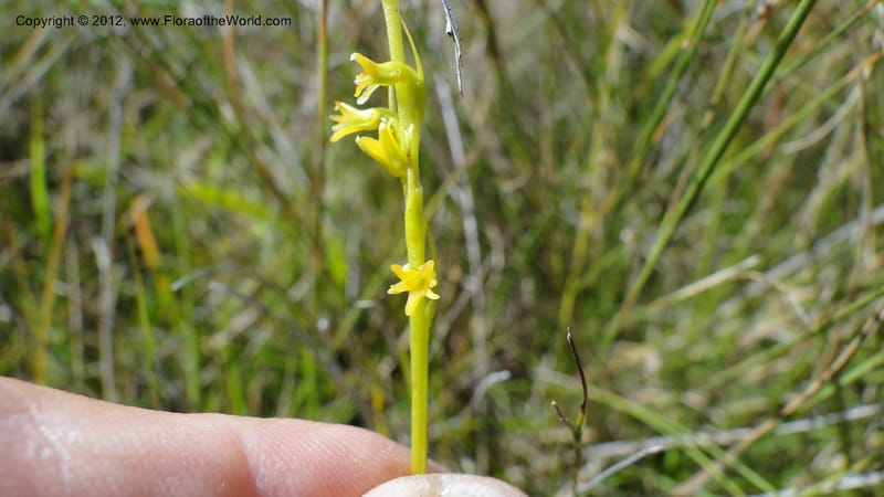 Habenaria simplex, N. Manjato 173--Madagascar. E of Ambositra toward Antoetra. 2 May 2010 151 (23).jpg