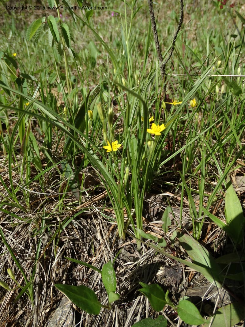 Hypoxis hirsuta, Davidson, C 12977--North Carolina. Clay Co. Buck Cr. 13 May 2015. DSC04619 (134).JPG