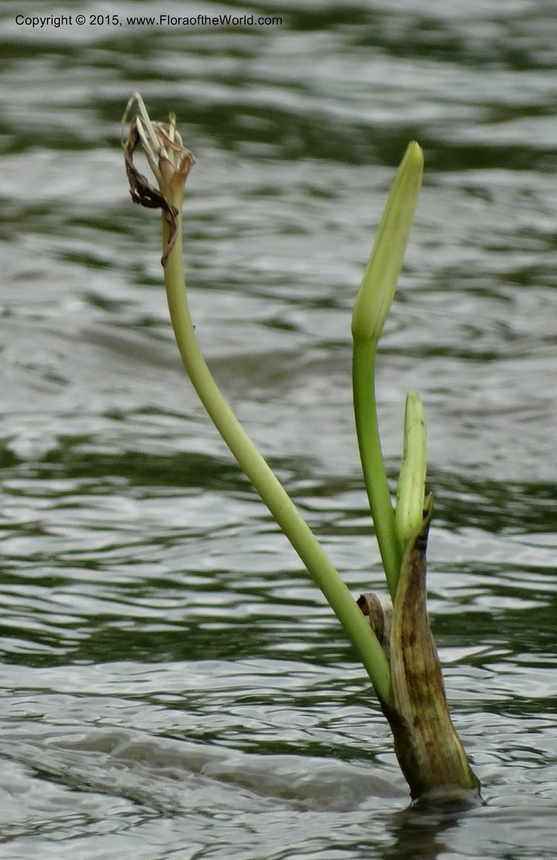Crinum natans, Elias Ndive 189--Cameroon. Kumba River, Kumba. 23 Mar 2014. DSC03541 (25).JPG