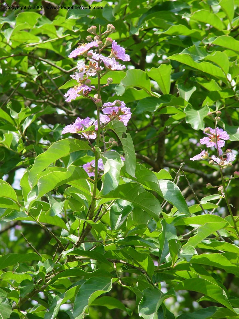 Lagerstroemia speciosa--Ghana. Aburi Botanic Garden. 10 Dec 03. 094.jpg