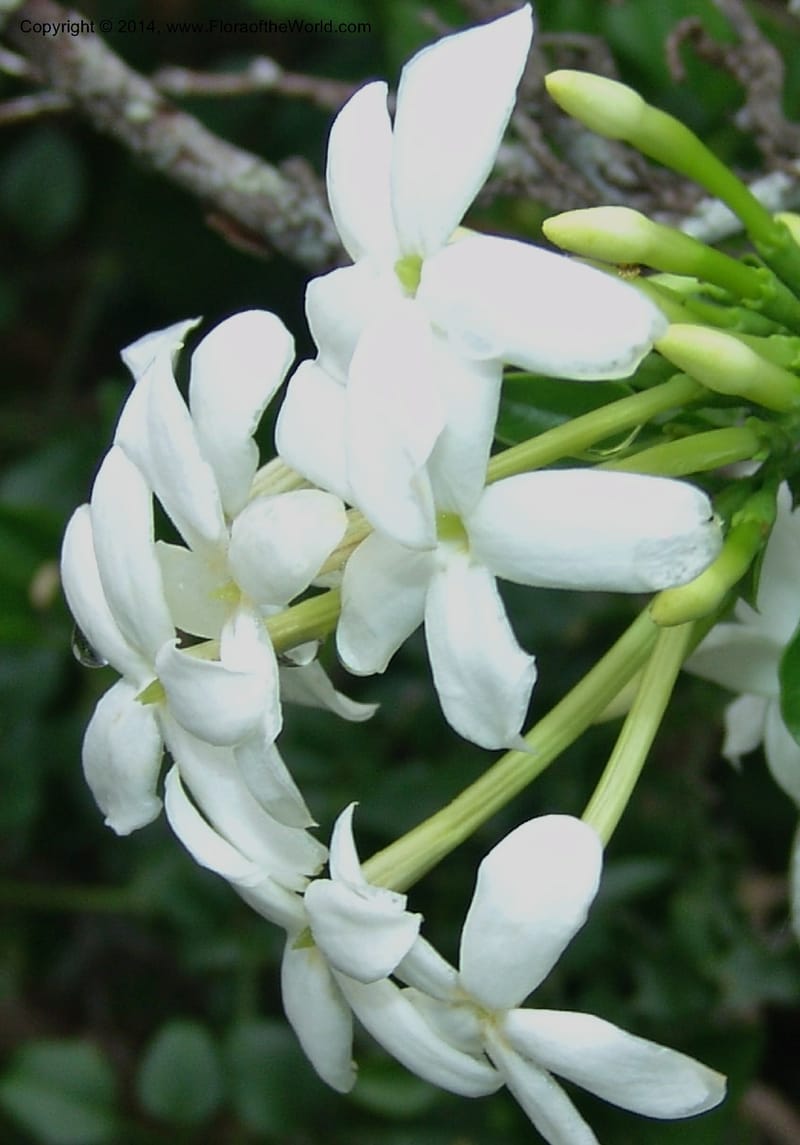 Jasminum angulare--So.Africa. E. Cape. Kap Riv. Nat. Res. 7 Mch 05. 076.jpg