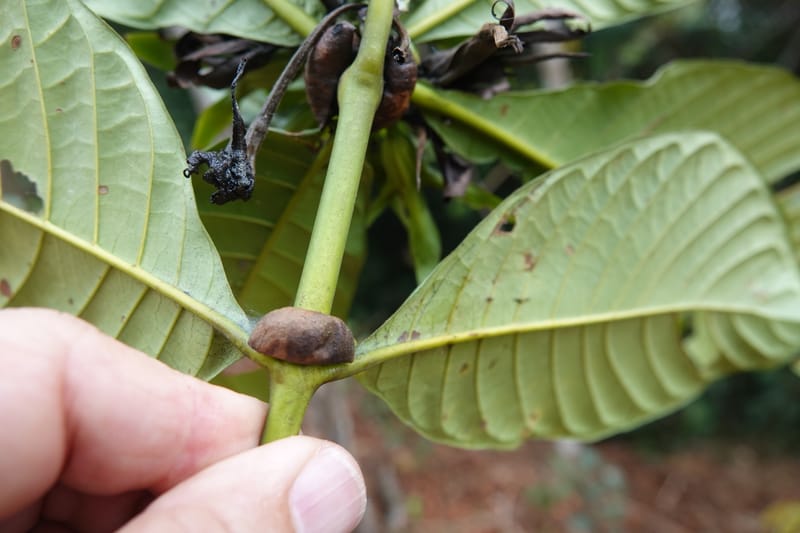 Leptactina, C. Davidson 14055--Gabon. Maboumine. 23 Oct 2019. DSC01631 (150).JPG