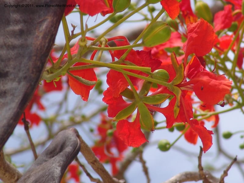 Delonix regia , not coll.--Madag. Antsir. Nosy Be. Lokobe Forest. 15 Nov 06. 062 (10).jpg
