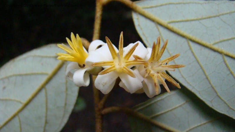 Styrax nicaraguensis,WDS#27263,Nicaragua,Matagalpa,La Selva Negra,16June2008 142.jpg
