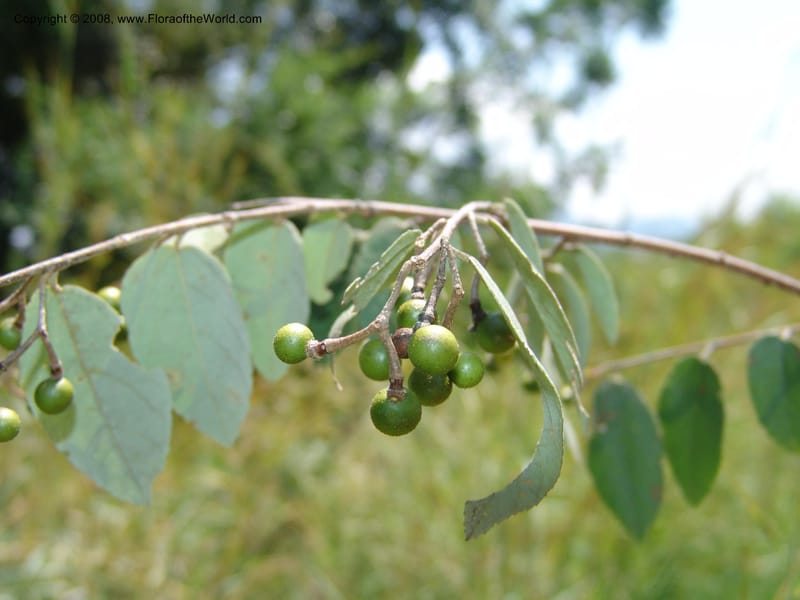 Grewia flava--So.Africa. Mpumal. S of Burgersfort. 16 Mch 05. 281.jpg