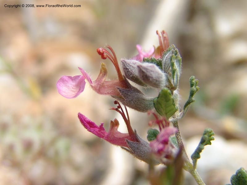 Teucrium divaricatum--Crete. Ep. Kisamos. Sirikari Gorge. 25 May 05. 250.jpg