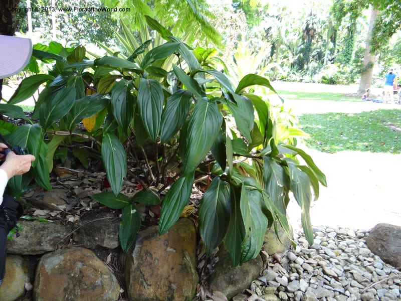 Medinilla miniata--Australia. Queensland. Cairns B. G. DSC09035 (51).JPG