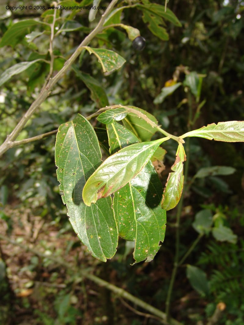Ocotea, RVasquez33110--Peru. Cusco. Calca. Lares. Manto. 1 Nov 07. 197.jpg