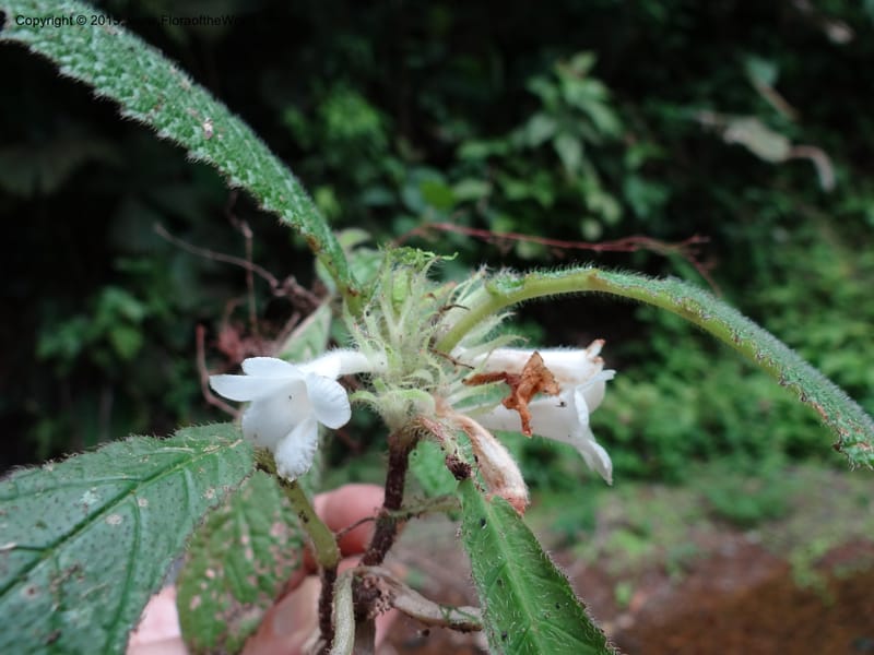 Paradrymonia, Hammel 26108--Costa Rica. Road into Ranchos Tinamu. 3 Mar 2012. DSC03548 (18).JPG